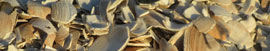 clam shells